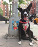 doggy NYC